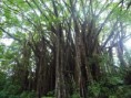 /album/akaka-falls/a2-akaka-falls120-jpg/